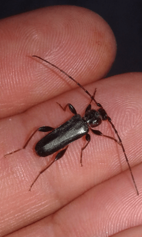 Phymatodes testaceus (Cerambycidae)?  S !